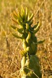 Austrocylindropuntia subulata