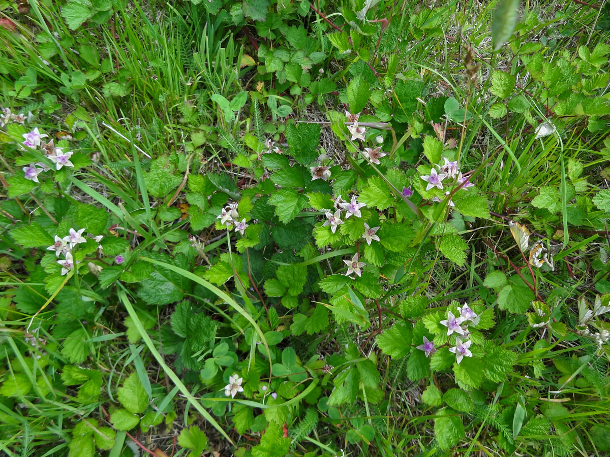 Image of genus Rubus specimen.