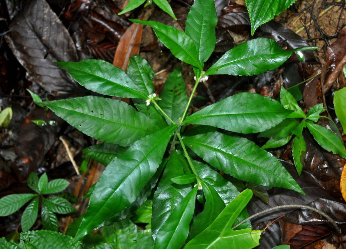 Image of Ardisia villosa specimen.