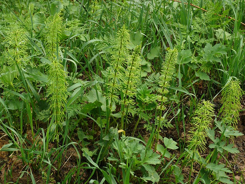 Изображение особи Equisetum pratense.