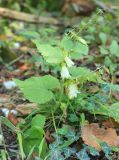 Campanula alliariifolia. Повторно цветущее растение. Краснодарский край, Черноморское побережье Кавказа, м/о город-курорт Геленджик, севернее с. Прасковеевка, широколиственный лес, недалеко от берега р. Джанхот. 24 сентября 2017 г.