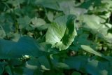 Смотреть изображение Cicerbita uralensis