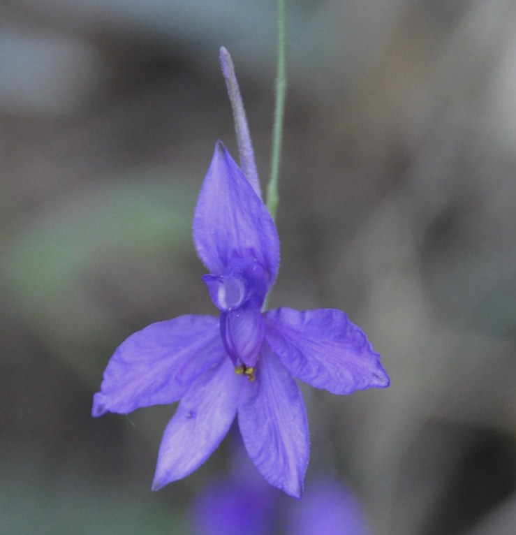 Image of Delphinium paniculatum specimen.