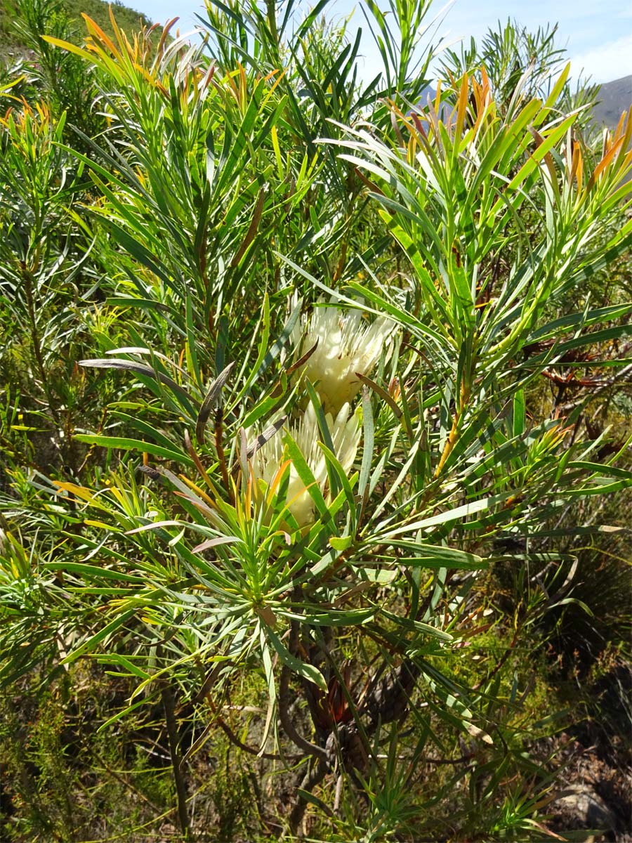 Image of Protea repens specimen.