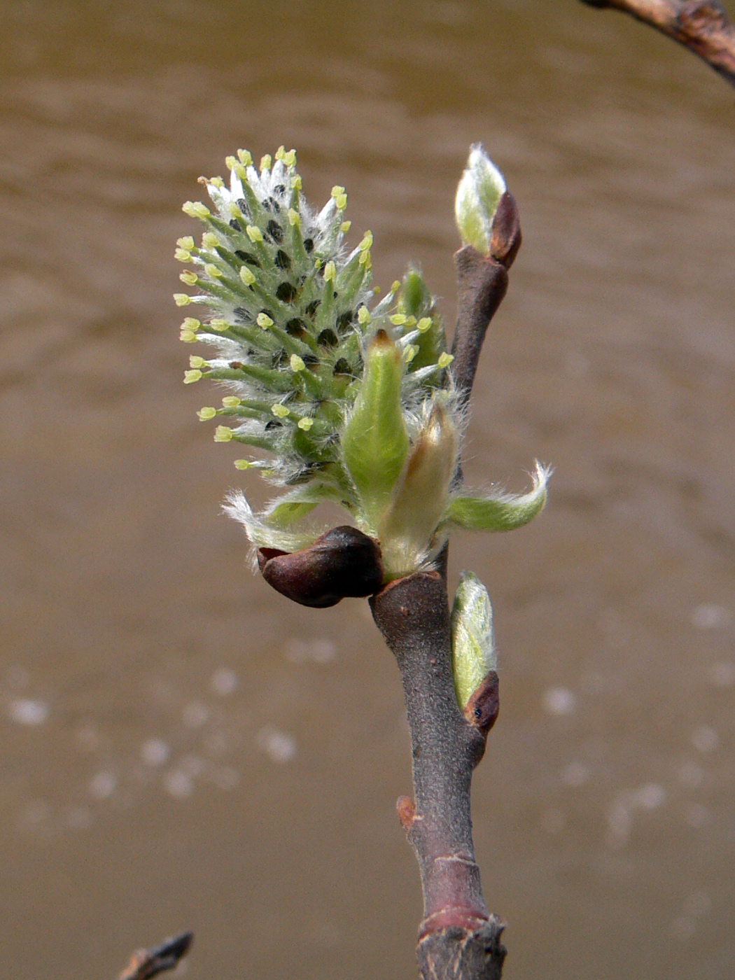 Image of Salix caprea specimen.