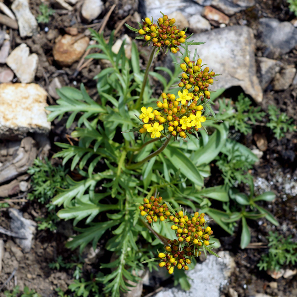 Image of Patrinia sibirica specimen.