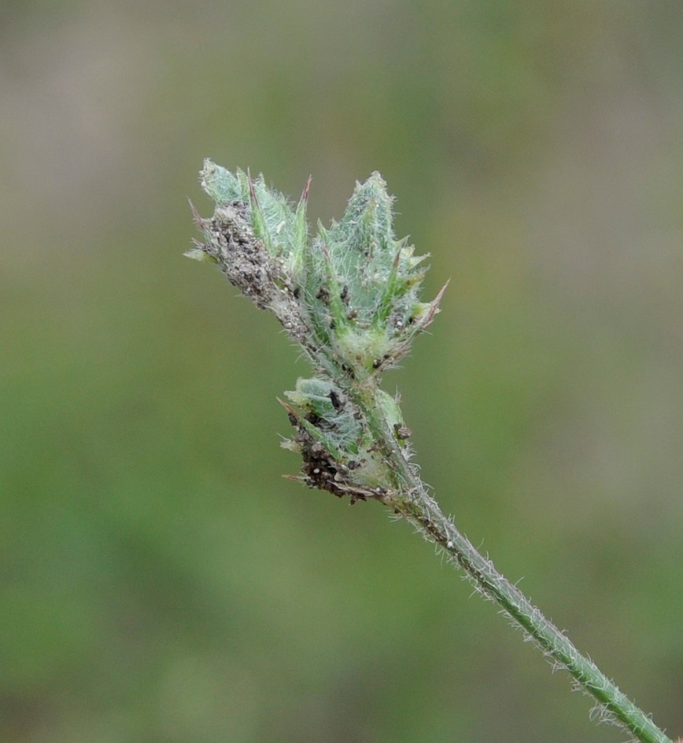 Image of genus Onobrychis specimen.