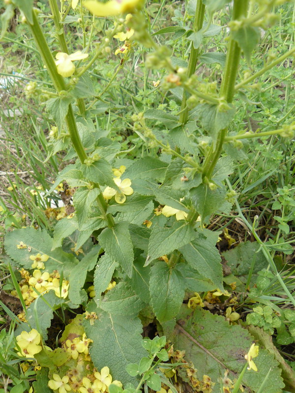 Изображение особи Verbascum marschallianum.