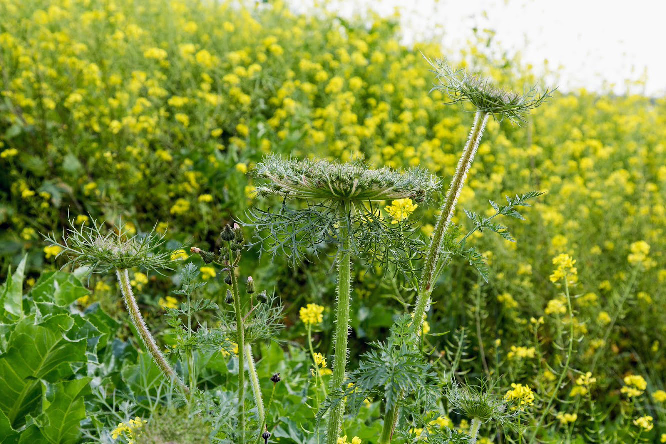 Image of Daucus carota specimen.