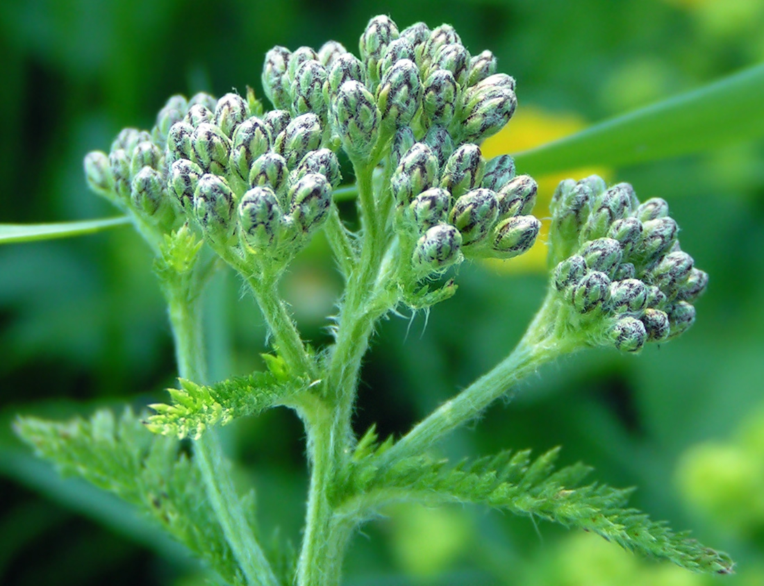 Изображение особи род Achillea.