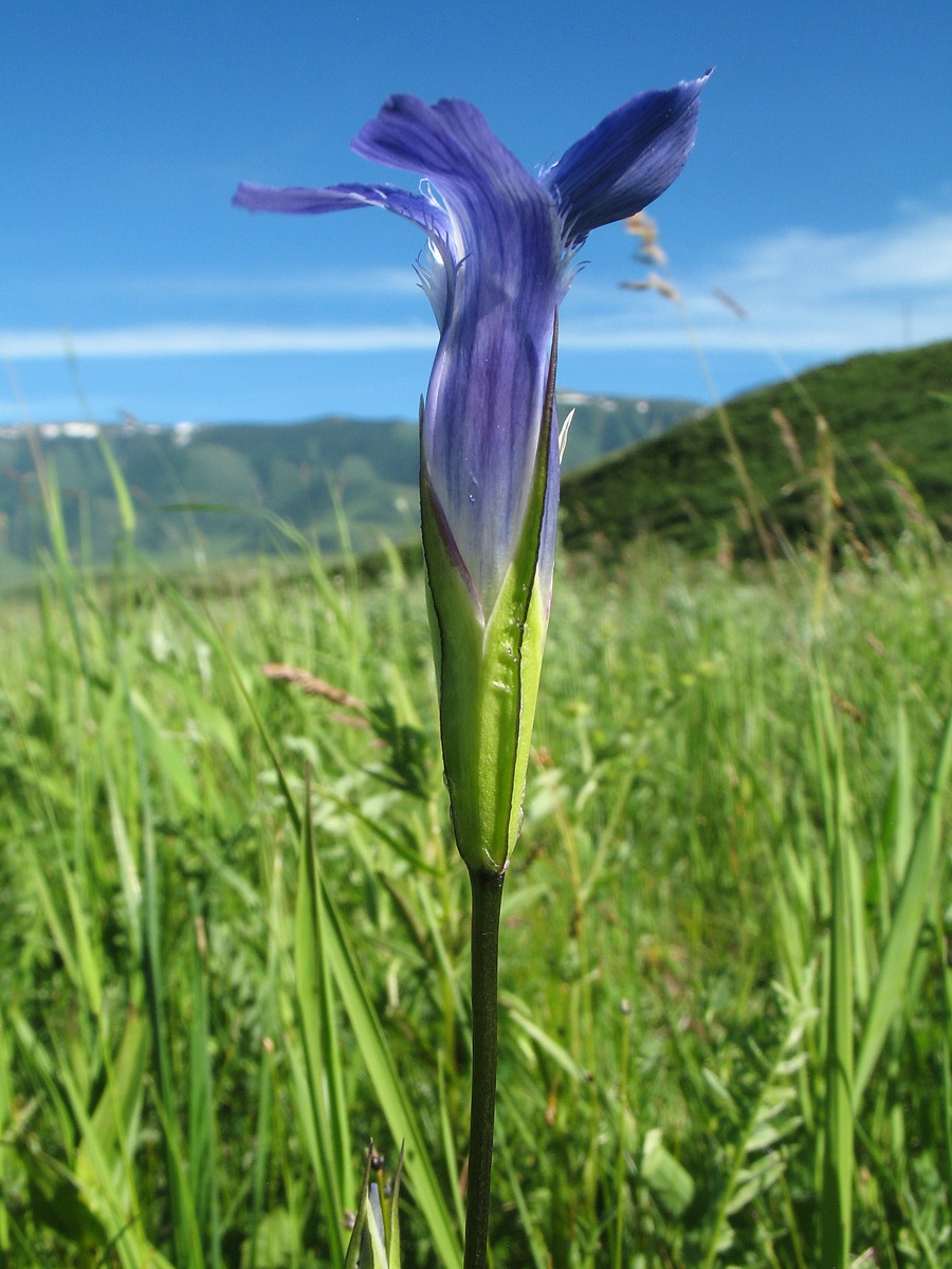 Изображение особи Gentianopsis barbata.