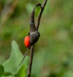 Erythrina herbacea