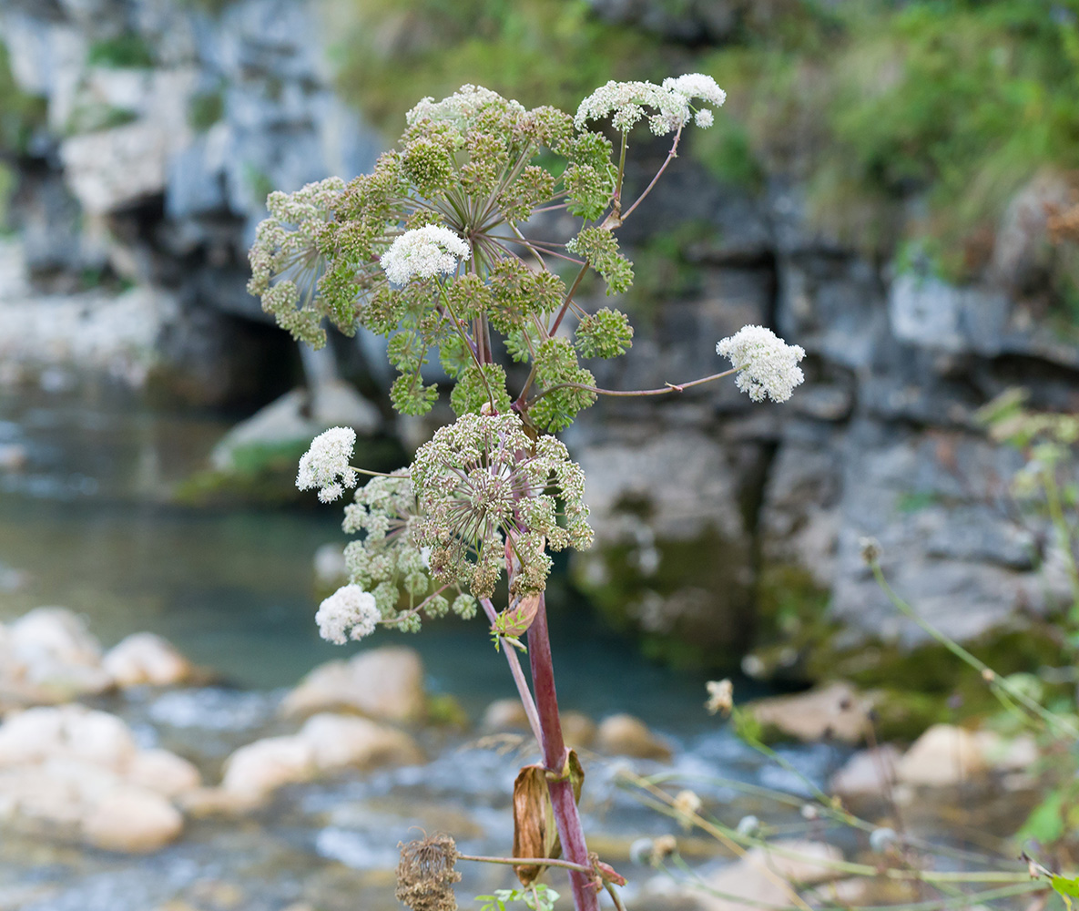 Image of Angelica pachyptera specimen.