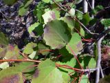 Populus tremula