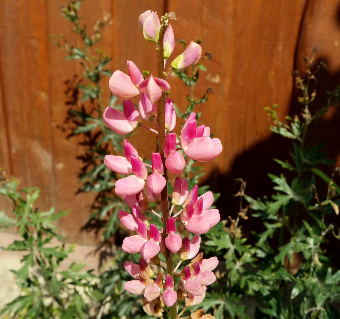 Image of Lupinus &times; regalis specimen.