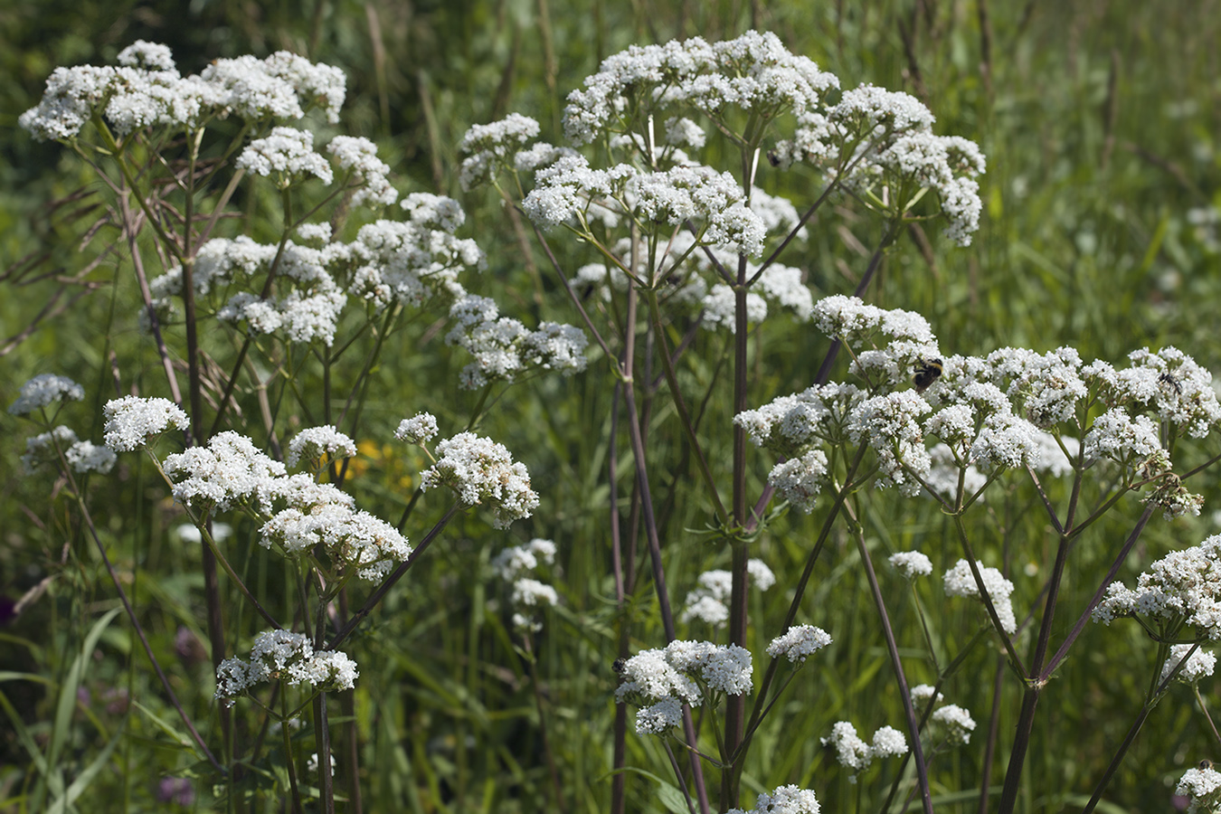 Image of Valeriana officinalis specimen.