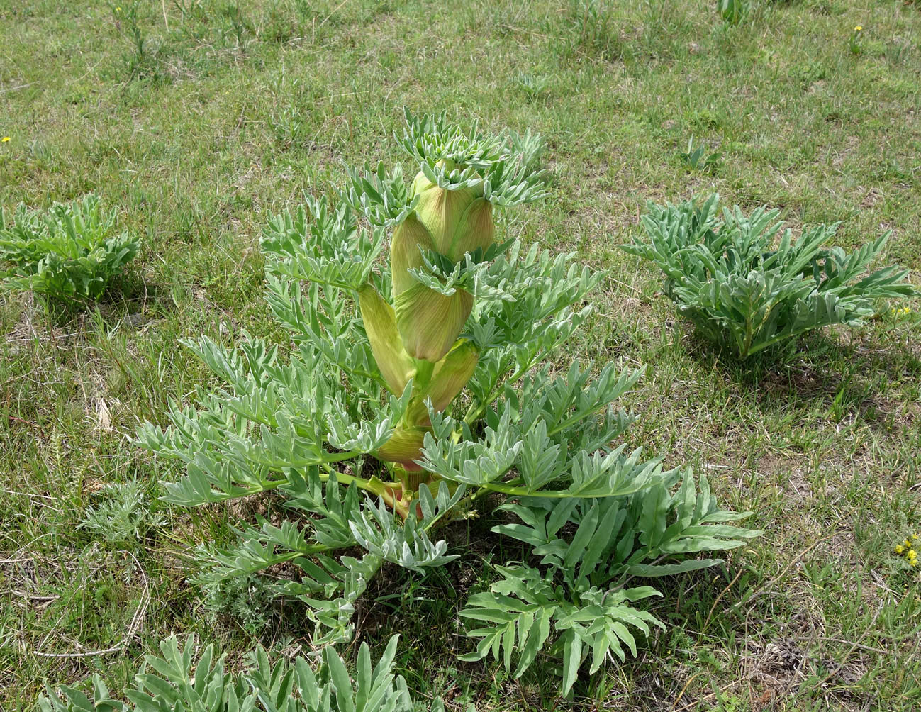 Изображение особи Ferula kuhistanica.