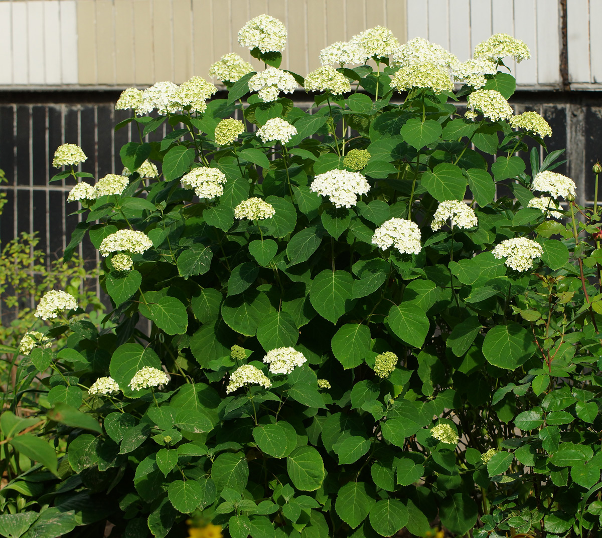 Изображение особи Hydrangea arborescens.