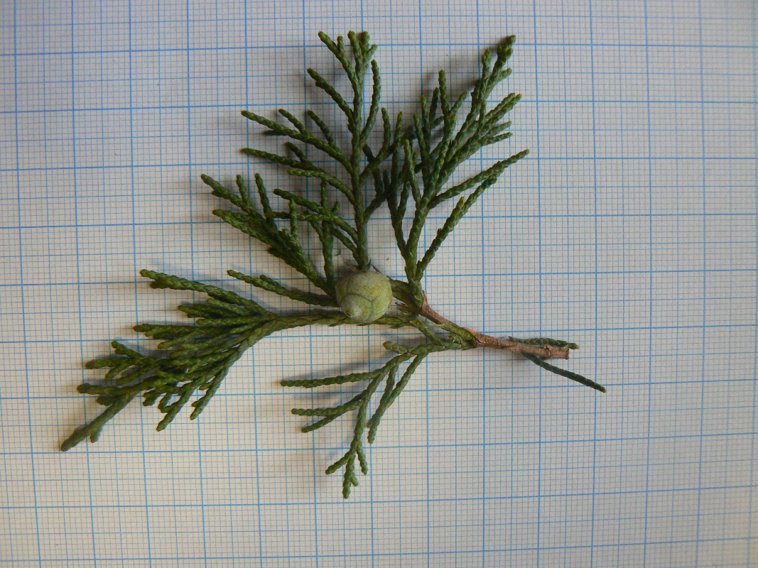 Image of Juniperus chinensis specimen.