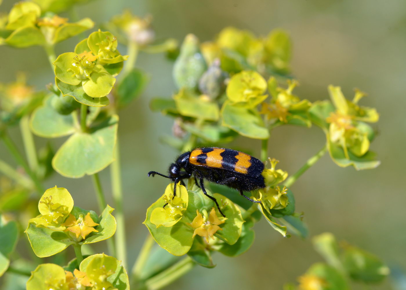 Изображение особи Euphorbia rossica.