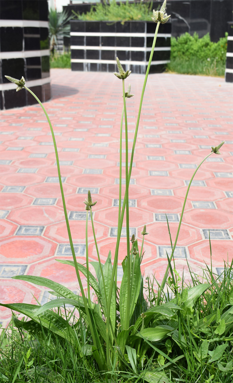 Image of Plantago lanceolata specimen.