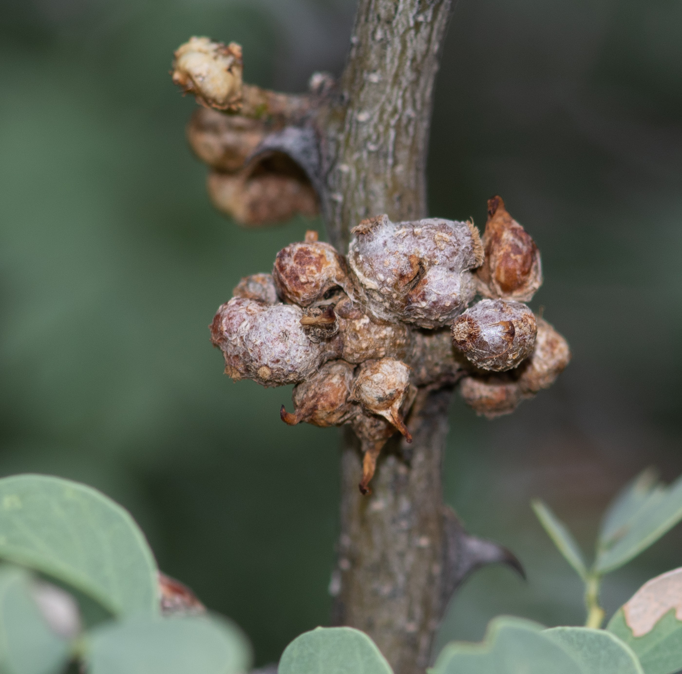 Image of Senegalia mellifera specimen.