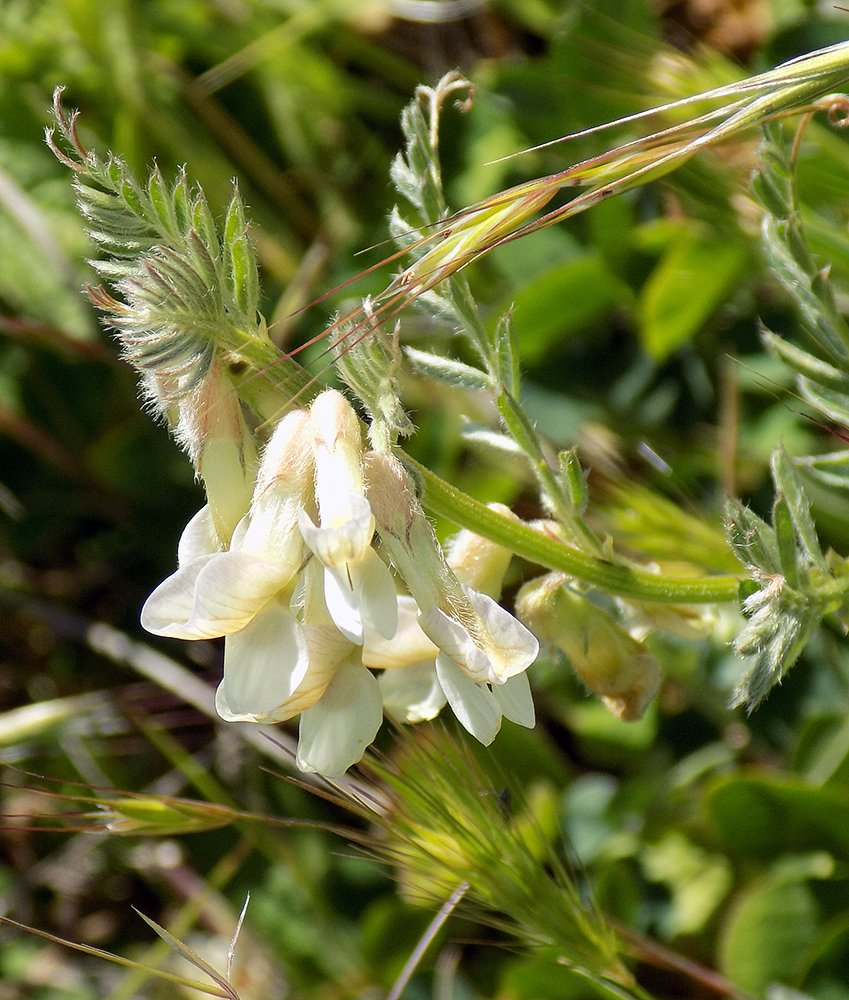 Image of Vicia pannonica specimen.