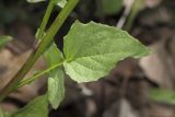 Crepis pulchra. Часть побега с листом. Крым, Бахчисарайский р-н, окр. пгт Куйбышево, опушка леса, край луга. 31.05.2020.