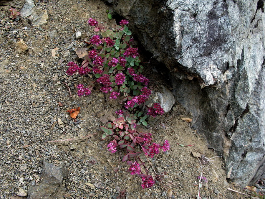 Изображение особи Hylotelephium ewersii.