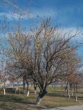 Maclura pomifera