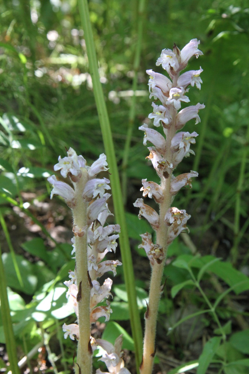 Image of Orobanche alsatica specimen.