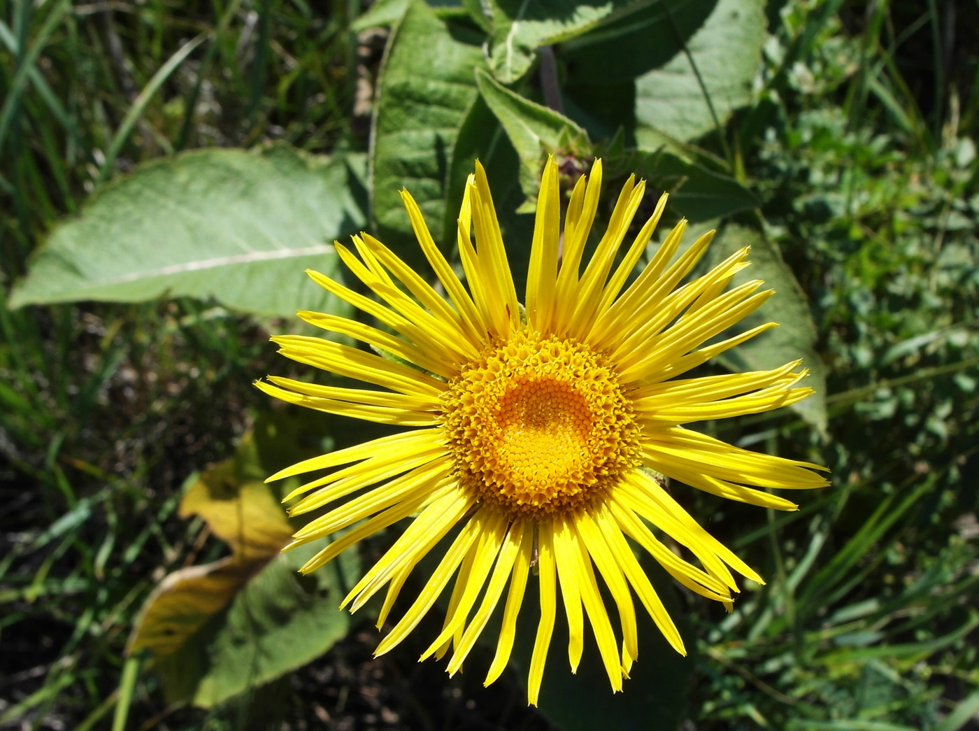 Изображение особи Inula helenium.