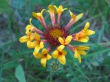 Gaillardia aristata. Соцветие. Ульяновск, Заволжский р-н, опушка лиственного леса с преобладанием дуба. 10.08.2020.