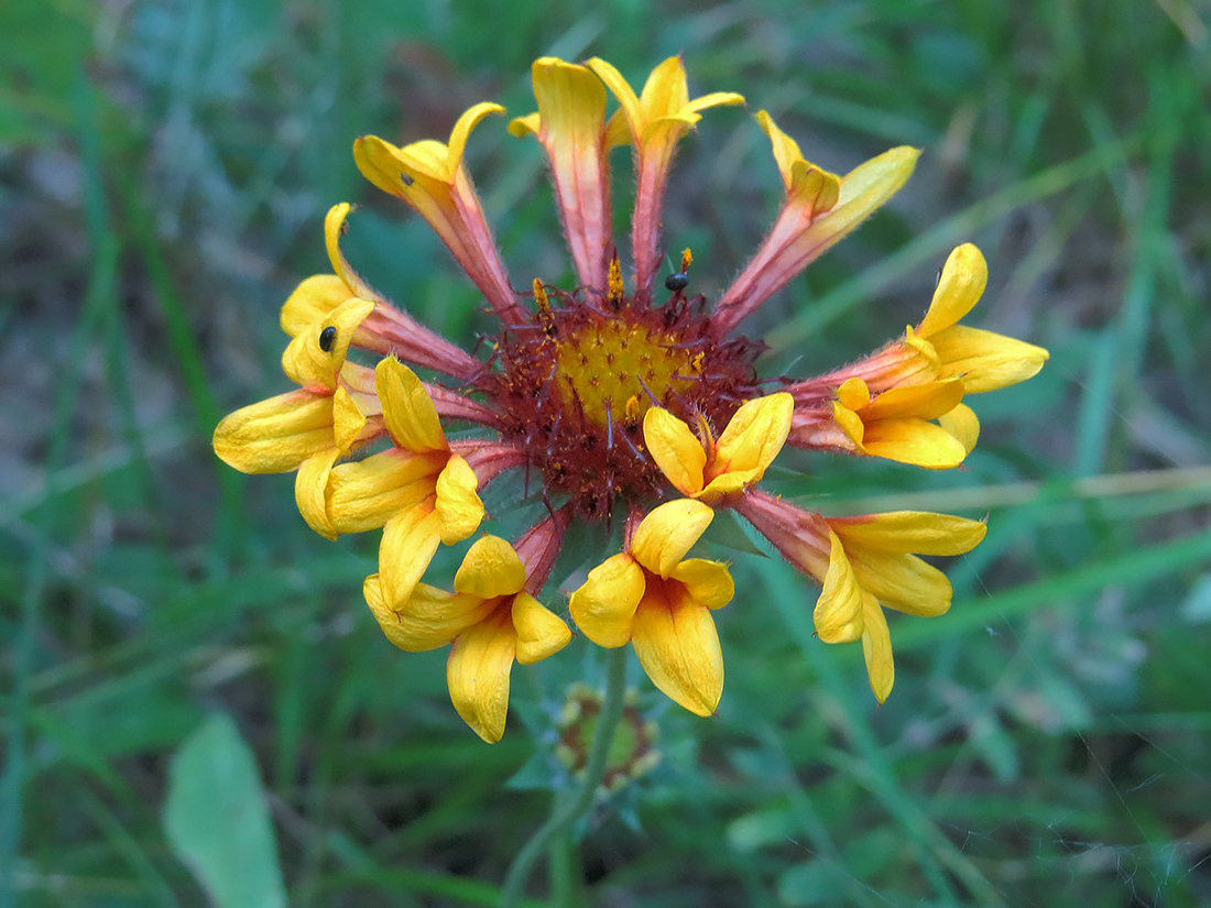 Изображение особи Gaillardia aristata.