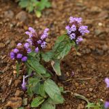 Prunella vulgaris