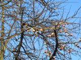 Ginkgo biloba. Ветви с зрелыми семенами. Украина, Львов, в культуре. 28 декабря 2006 г.