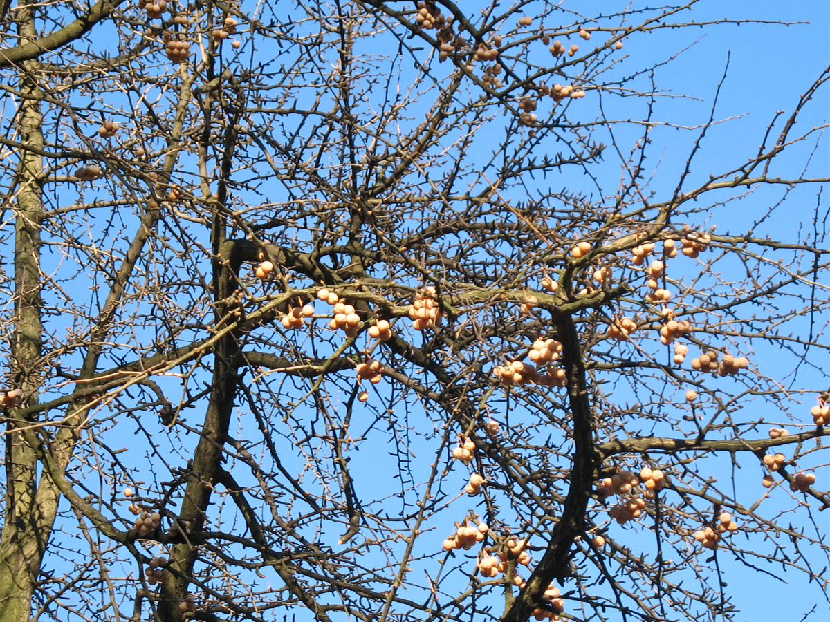 Image of Ginkgo biloba specimen.