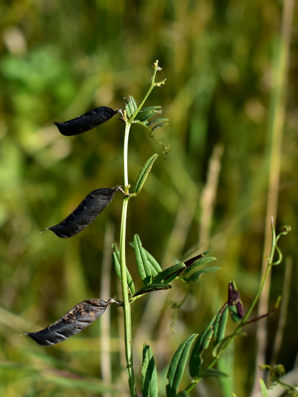 Image of Vicia sepium specimen.