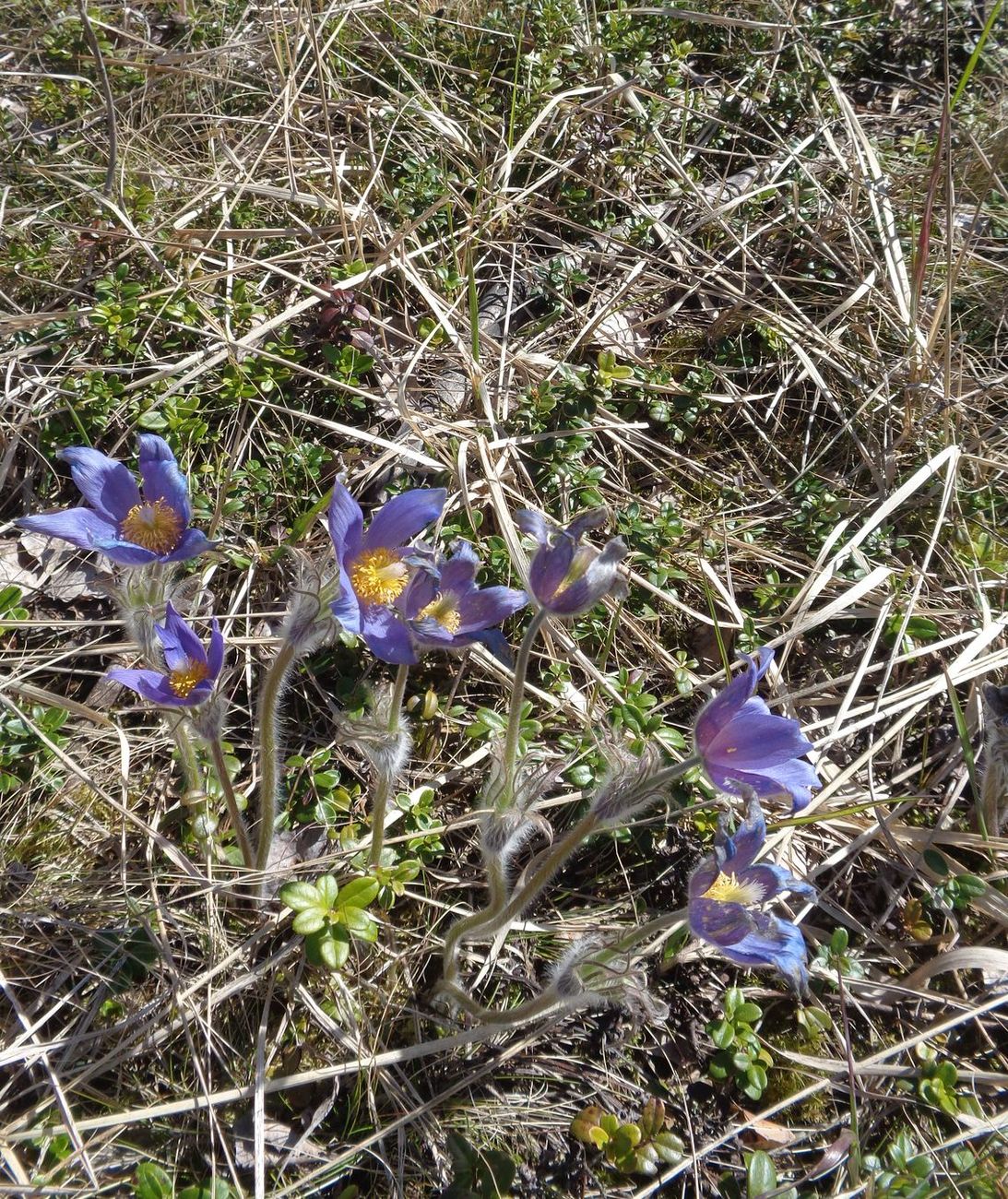 Image of Pulsatilla patens specimen.