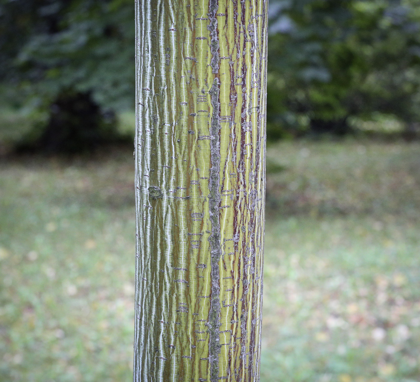 Image of Acer tegmentosum specimen.