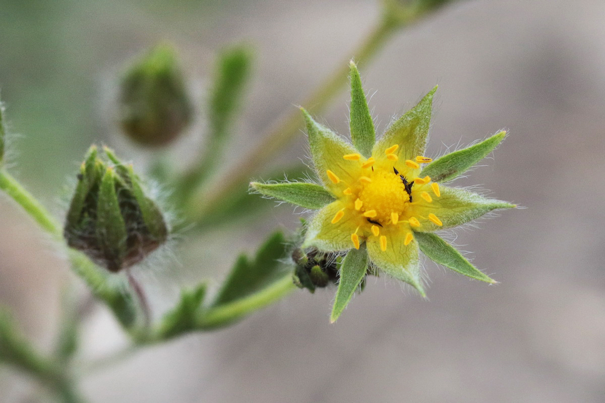 Image of Potentilla recta specimen.