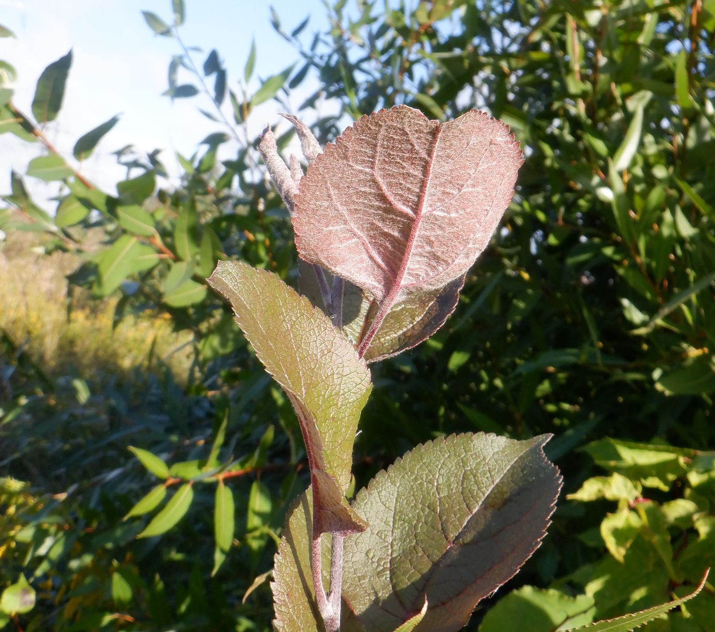 Image of Malus &times; purpurea specimen.