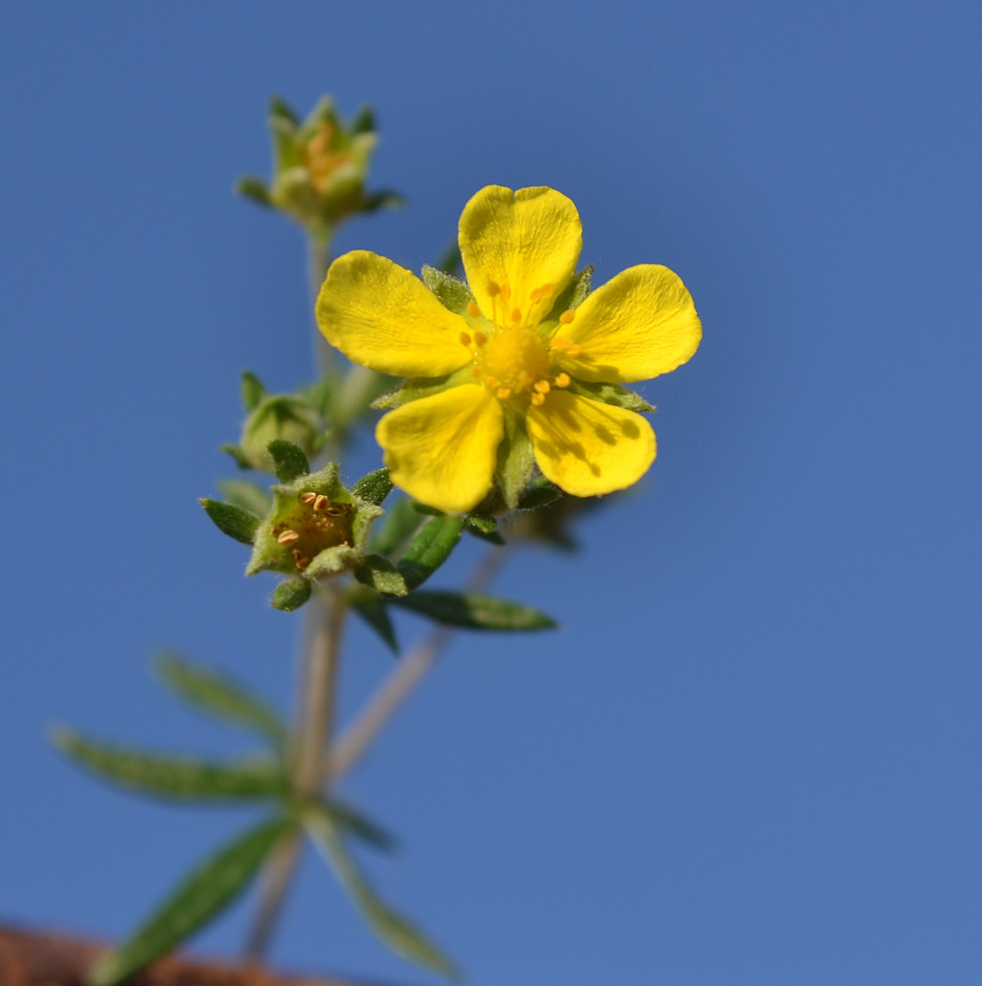 Image of genus Potentilla specimen.