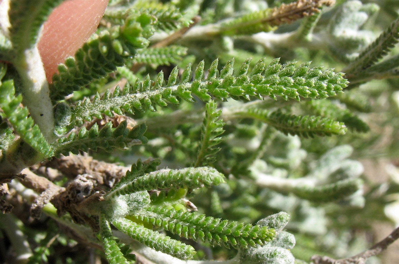 Image of Achillea cretica specimen.