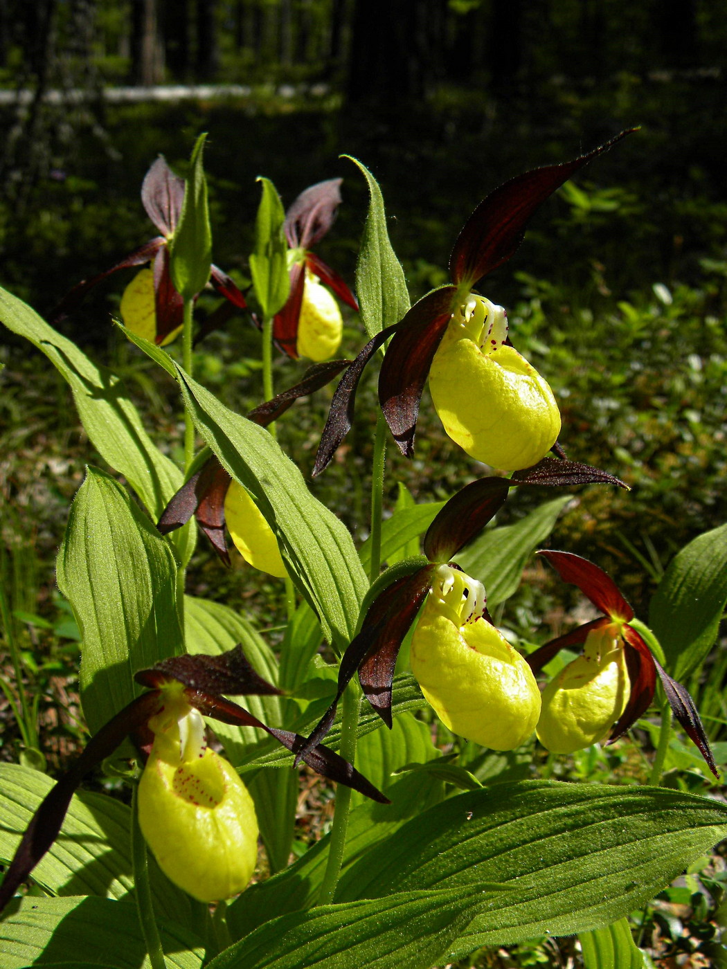 Изображение особи Cypripedium calceolus.