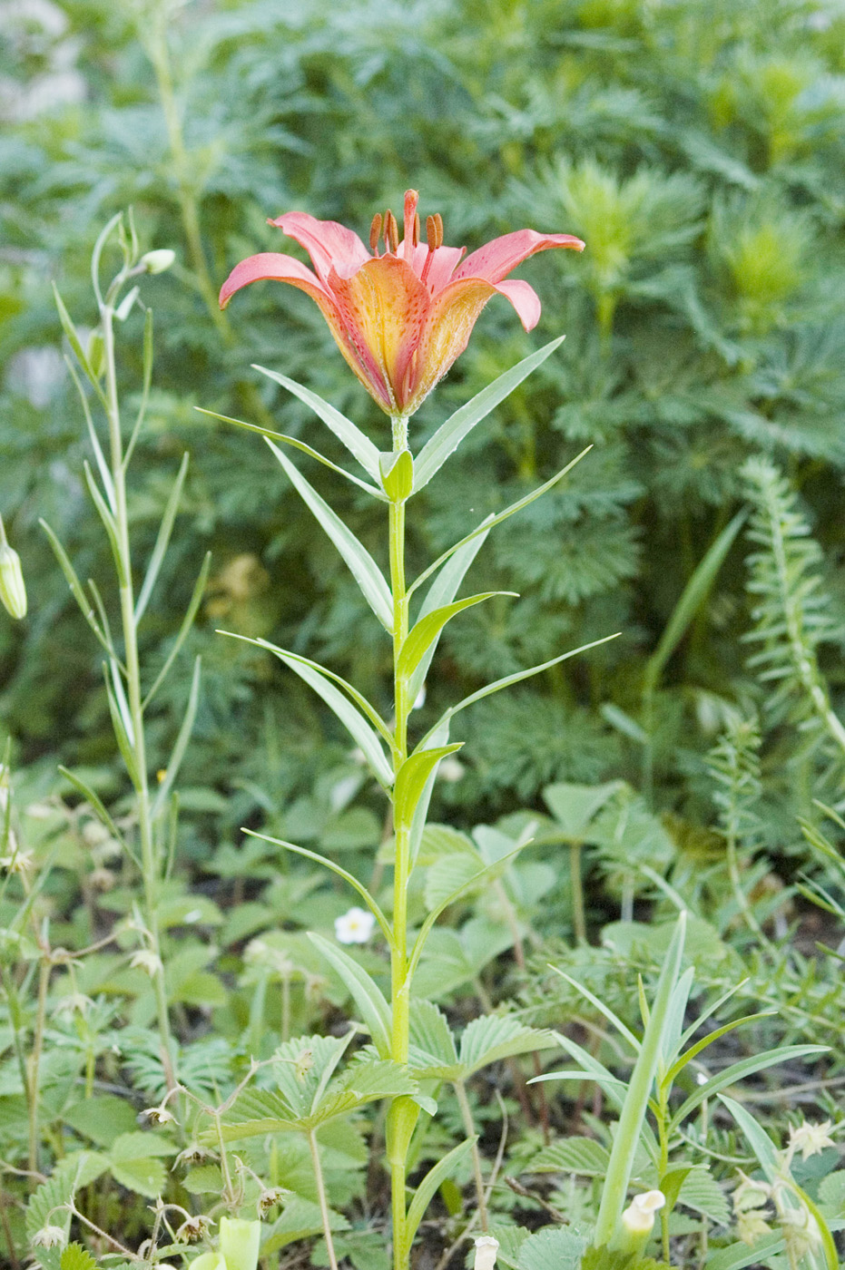 Image of Lilium pensylvanicum specimen.