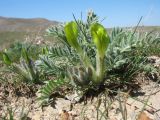 Astragalus xipholobus. Цветущее растение. Южный Казахстан, Сырдарьинский Каратау, горы Улькунбурултау, ≈ 900 м н.у.м., степное мелкозёмное плато. 8 апреля 2021 г.