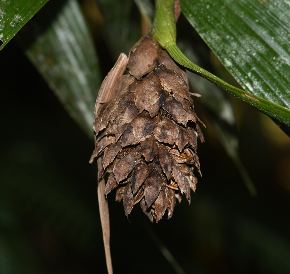 Image of Elleanthus capitatus specimen.