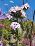 genus Achillea