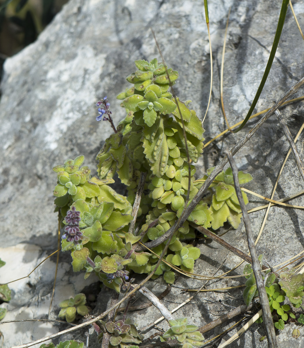 Image of Coleus australis specimen.